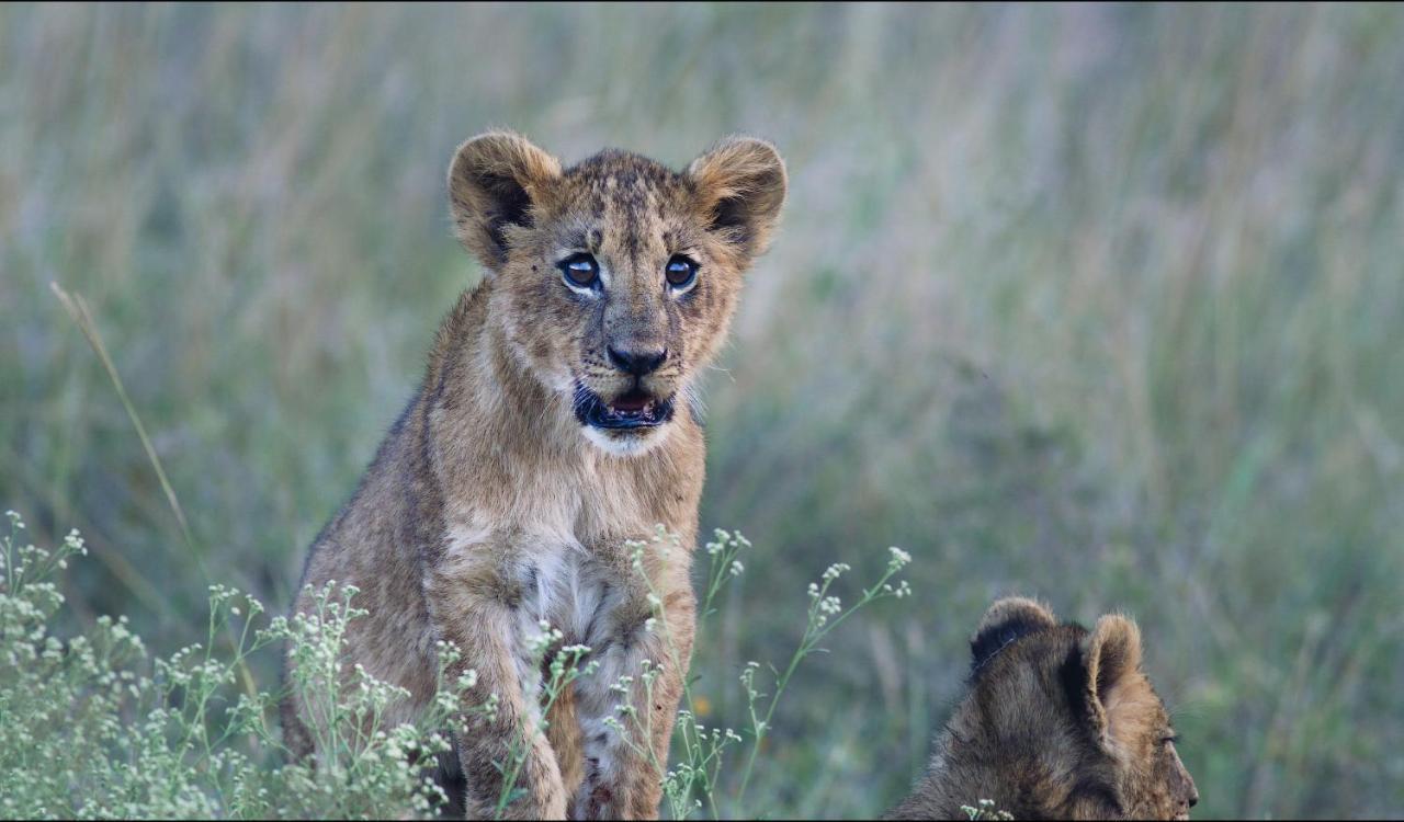 Ololo Safari Lodge Nairobi Kültér fotó