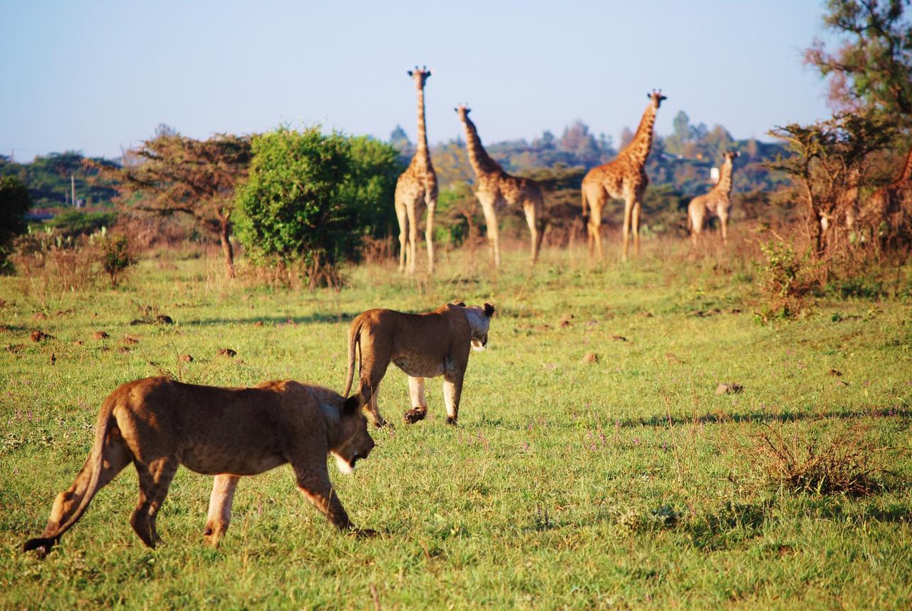 Ololo Safari Lodge Nairobi Kültér fotó